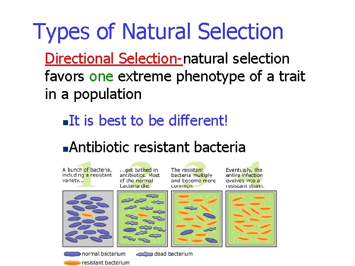 Types of Natural Selection Directional Selection-natural selection favors one extreme phenotype of a trait