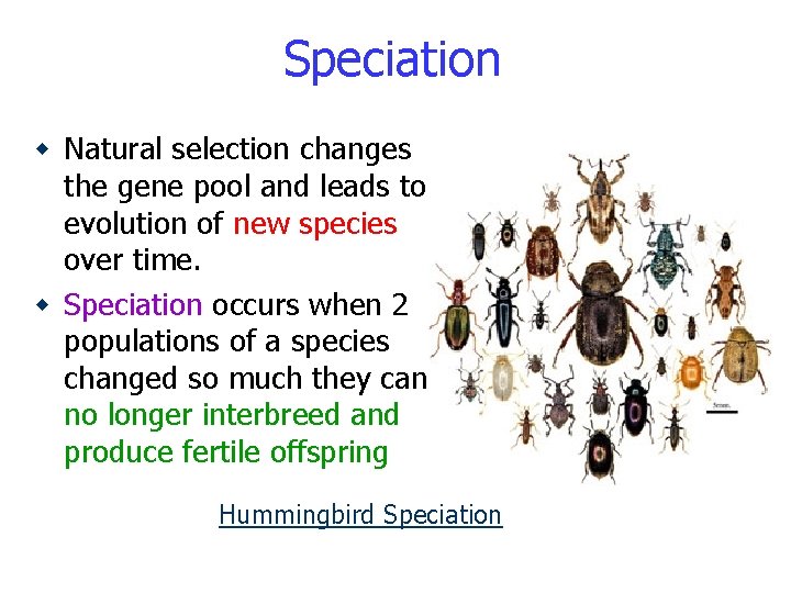 Speciation w Natural selection changes the gene pool and leads to evolution of new