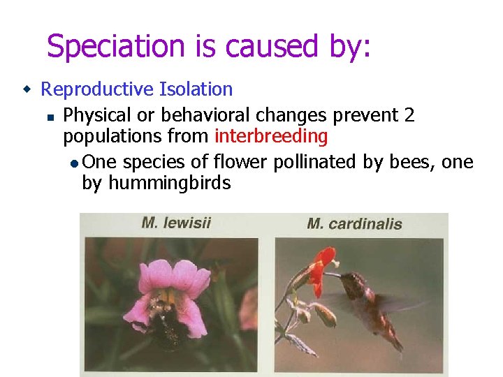 Speciation is caused by: w Reproductive Isolation n Physical or behavioral changes prevent 2