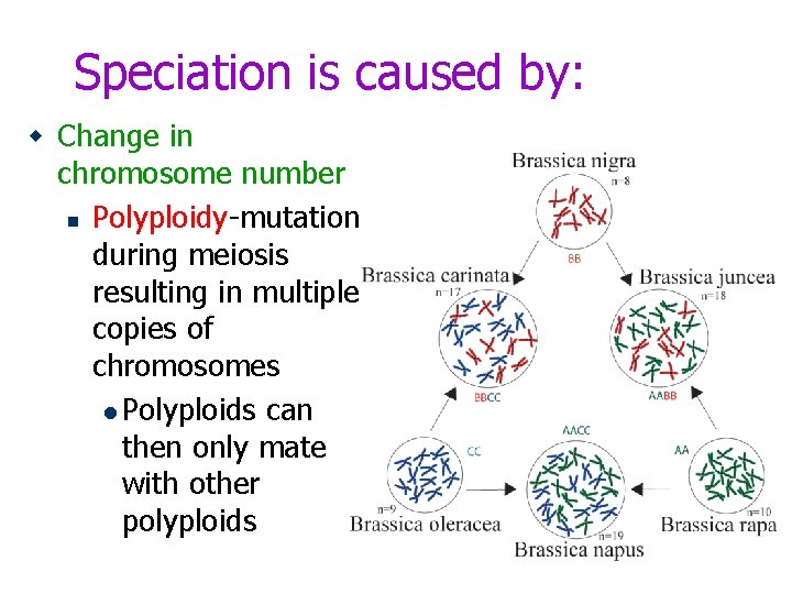 Speciation is caused by: w Change in chromosome number n Polyploidy-mutation during meiosis resulting