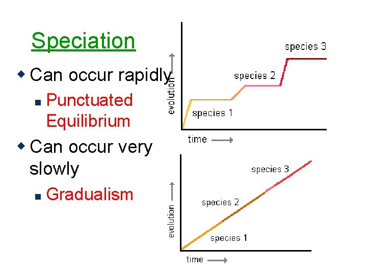 Speciation w Can occur rapidly n Punctuated Equilibrium w Can occur very slowly n
