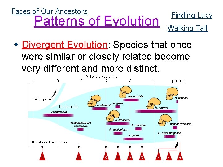 Faces of Our Ancestors Patterns of Evolution Finding Lucy Walking Tall w Divergent Evolution: