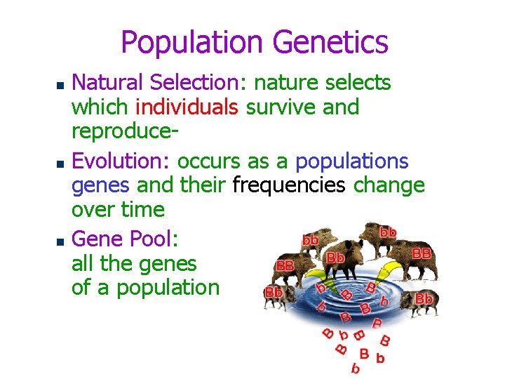 Population Genetics Natural Selection: nature selects which individuals survive and reproducen Evolution: occurs as