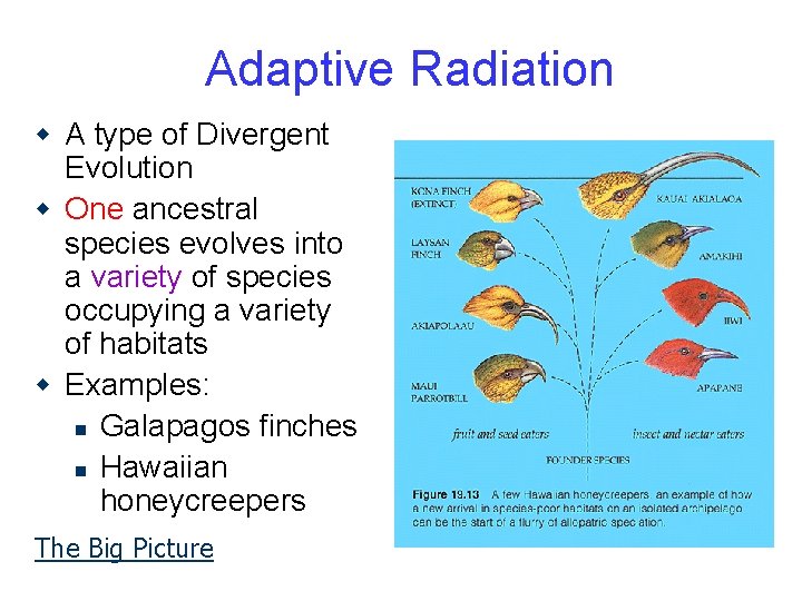 Adaptive Radiation w A type of Divergent Evolution w One ancestral species evolves into