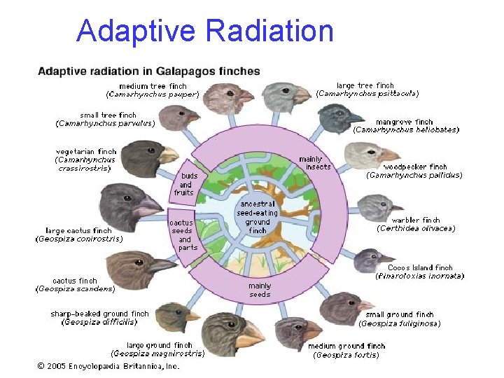Adaptive Radiation 