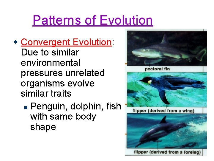 Patterns of Evolution w Convergent Evolution: Due to similar environmental pressures unrelated organisms evolve