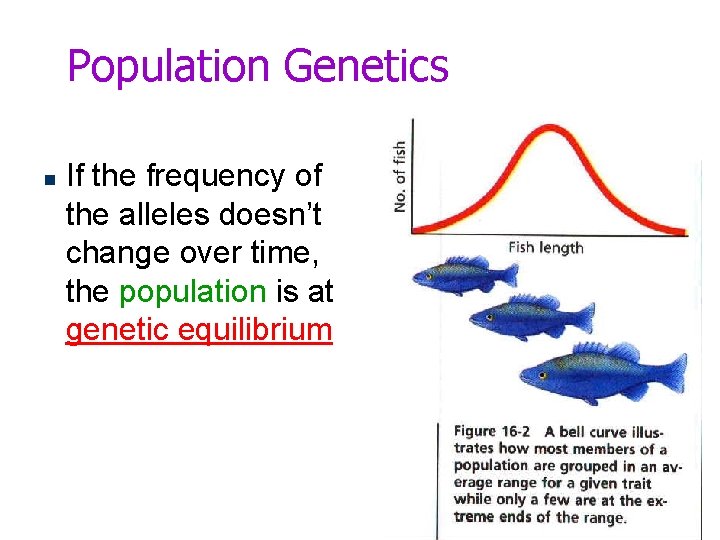 Population Genetics n If the frequency of the alleles doesn’t change over time, the