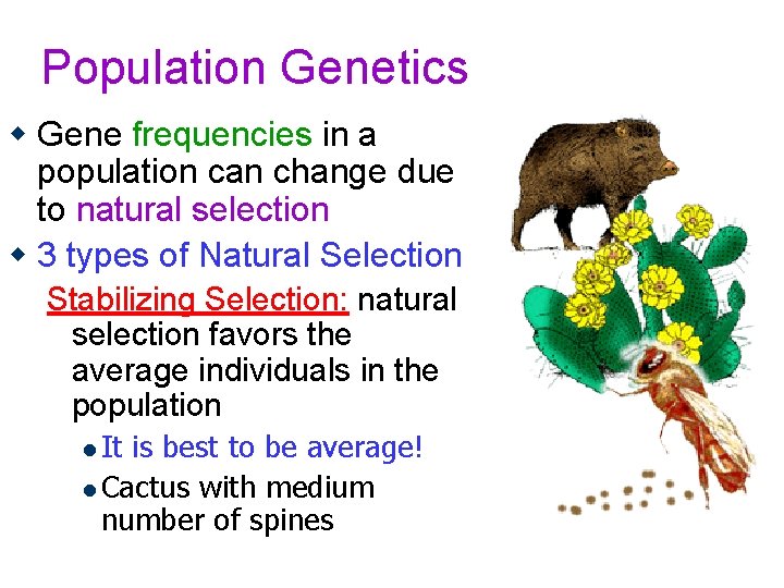 Population Genetics w Gene frequencies in a population can change due to natural selection
