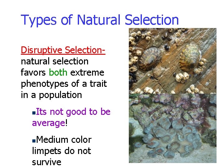 Types of Natural Selection Disruptive Selectionnatural selection favors both extreme phenotypes of a trait