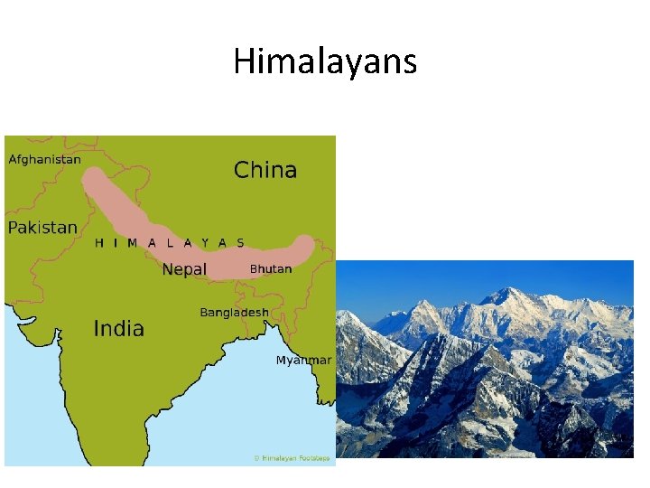 Himalayans 
