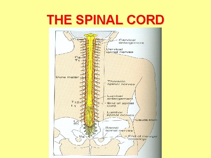 THE SPINAL CORD 