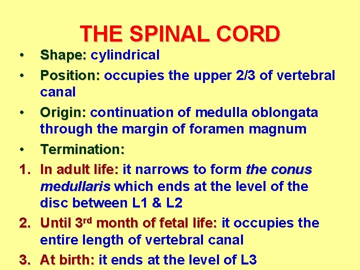  • • 1. 2. 3. THE SPINAL CORD Shape: cylindrical Position: occupies the