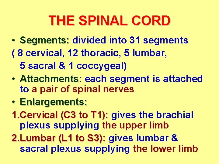 THE SPINAL CORD • Segments: divided into 31 segments ( 8 cervical, 12 thoracic,