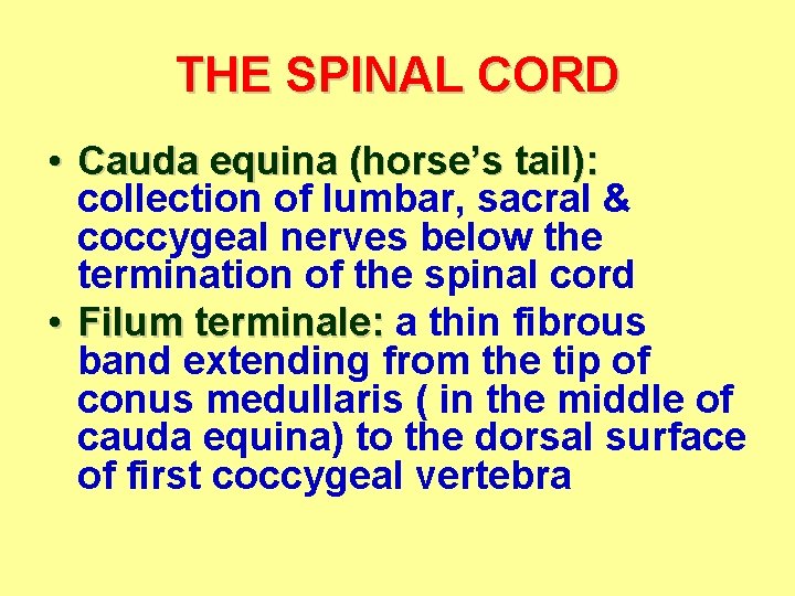 THE SPINAL CORD • Cauda equina (horse’s tail): collection of lumbar, sacral & coccygeal