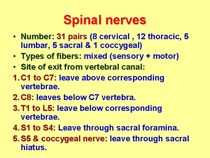 Spinal nerves • Number: 31 pairs (8 cervical , 12 thoracic, 5 lumbar, 5
