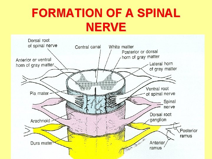 FORMATION OF A SPINAL NERVE 