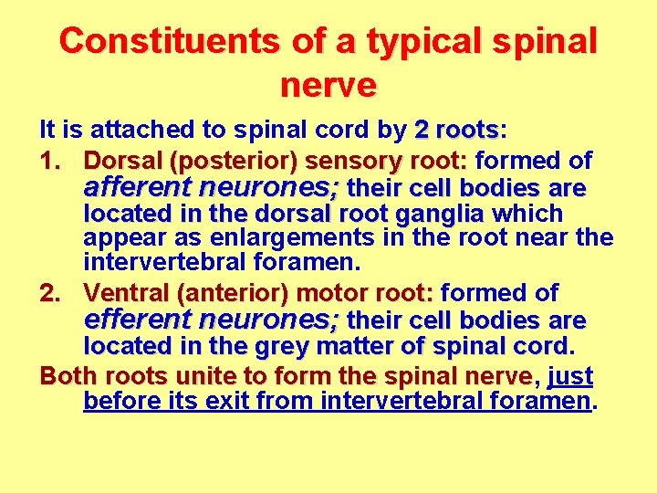 Constituents of a typical spinal nerve It is attached to spinal cord by 2