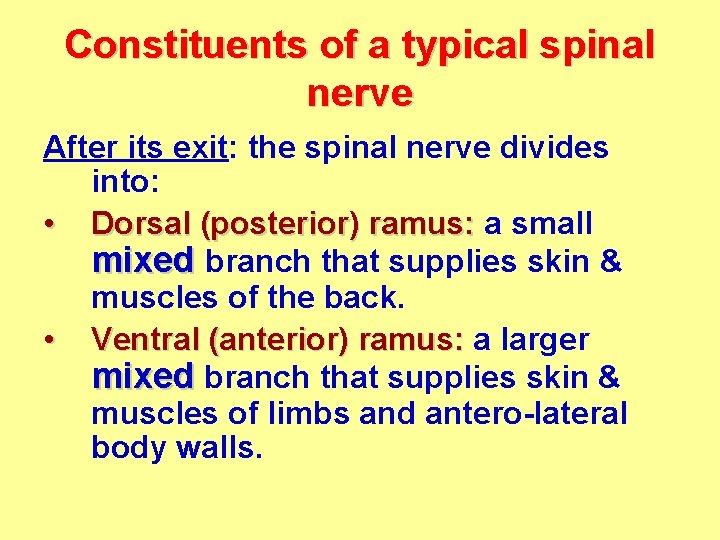 Constituents of a typical spinal nerve After its exit: the spinal nerve divides into: