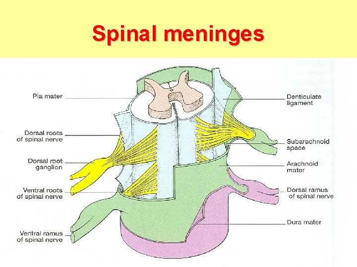Spinal meninges 