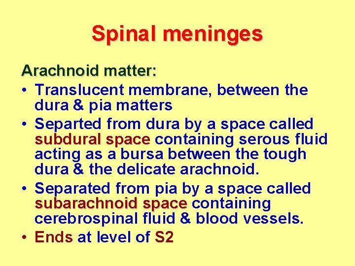 Spinal meninges Arachnoid matter: • Translucent membrane, between the dura & pia matters •