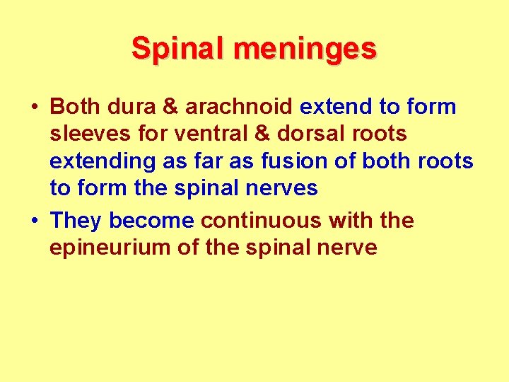 Spinal meninges • Both dura & arachnoid extend to form sleeves for ventral &