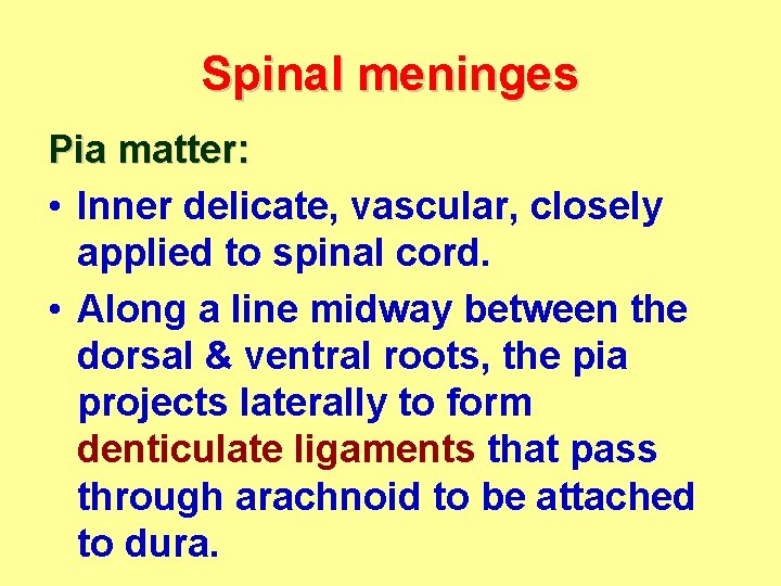 Spinal meninges Pia matter: • Inner delicate, vascular, closely applied to spinal cord. •
