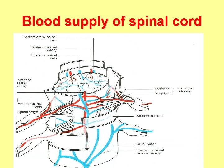 Blood supply of spinal cord 