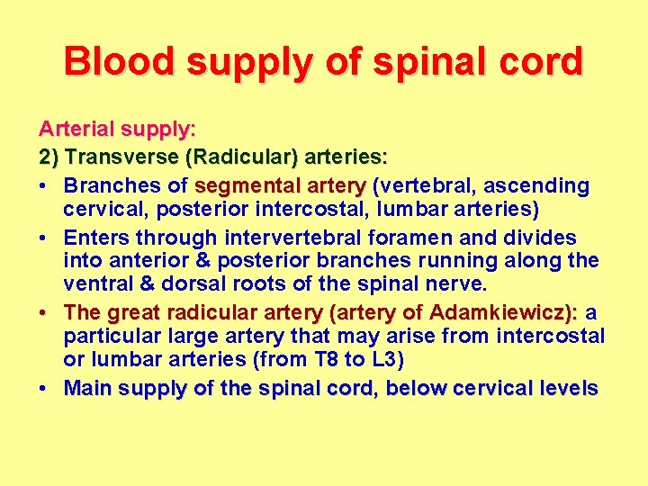 Blood supply of spinal cord Arterial supply: 2) Transverse (Radicular) arteries: • Branches of