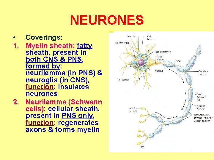 NEURONES • Coverings: 1. Myelin sheath: fatty sheath, present in both CNS & PNS,