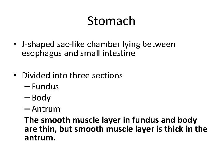 Stomach • J-shaped sac-like chamber lying between esophagus and small intestine • Divided into