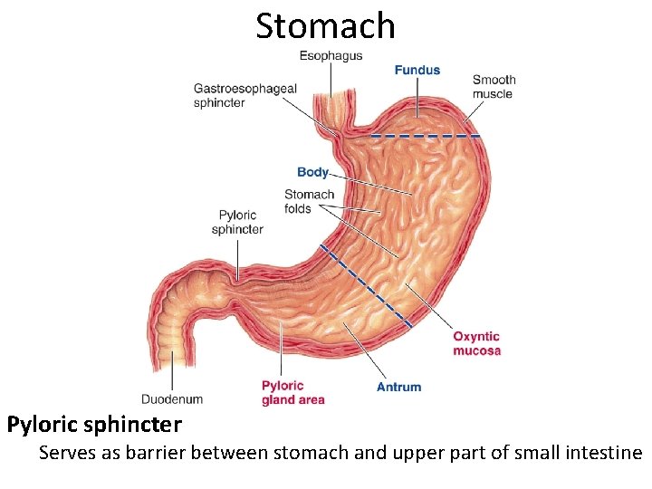 Stomach Pyloric sphincter Serves as barrier between stomach and upper part of small intestine