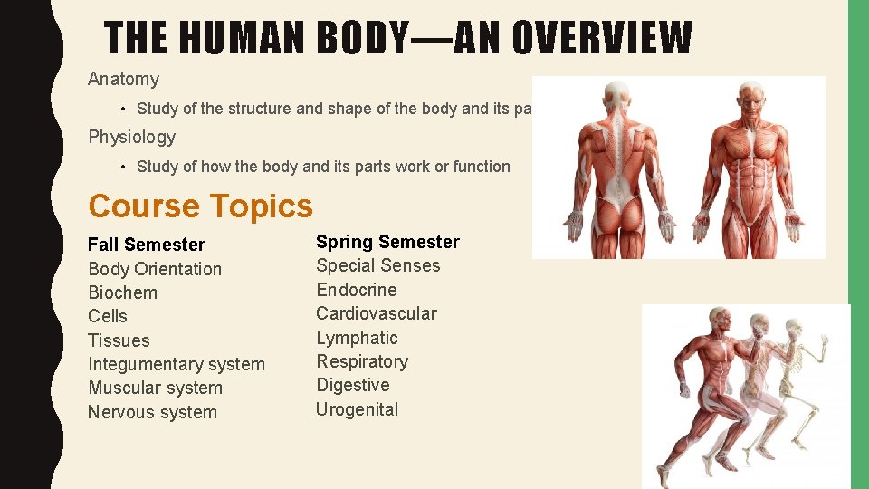 THE HUMAN BODY—AN OVERVIEW Anatomy • Study of the structure and shape of the
