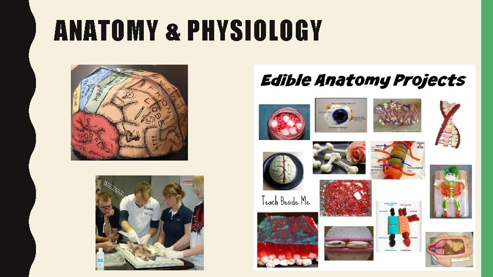 ANATOMY & PHYSIOLOGY 