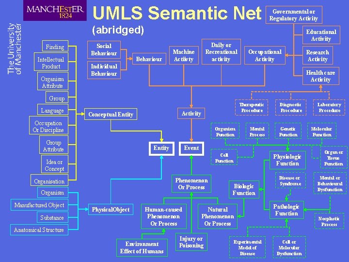 UMLS Semantic Net Governmental or Regulatory Activity (abridged) Finding Intellectual Product Organism Attribute Social