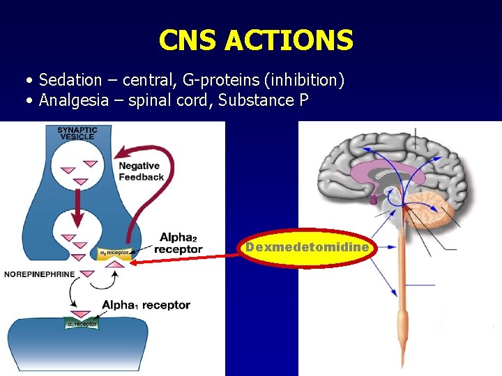 CNS ACTIONS • Sedation – central, G-proteins (inhibition) • Analgesia – spinal cord, Substance