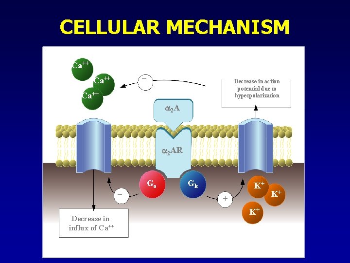 CELLULAR MECHANISM Ca++ – Ca++ Decrease in action potential due to hyperpolarization Ca++ 2