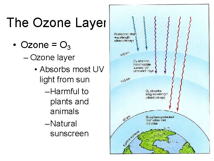 The Ozone Layer • Ozone = O 3 – Ozone layer • Absorbs most