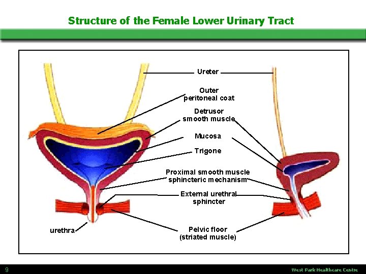 Structure of the Female Lower Urinary Tract Ureter Outer peritoneal coat Detrusor smooth muscle