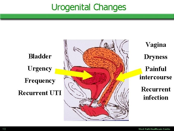 Urogenital Changes Vagina Bladder Dryness Urgency Painful intercourse Frequency Recurrent UTI 10 Recurrent infection