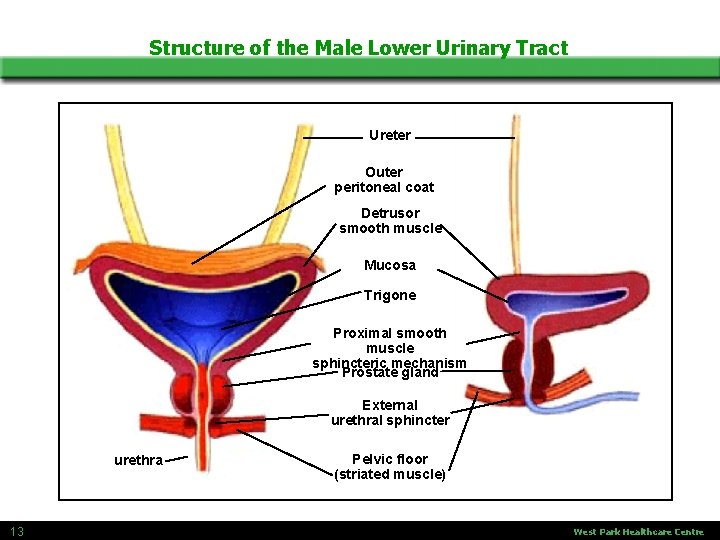 Structure of the Male Lower Urinary Tract Ureter Outer peritoneal coat Detrusor smooth muscle