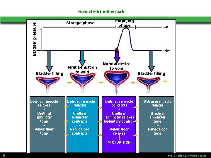 Bladder pressure Normal Micturition Cycle Bladder filling Detrusor muscle relaxes + Urethral sphincter tone