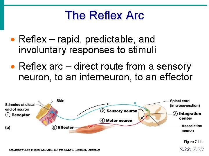 Brain and Spinal cord The Reflex Arc Reflex