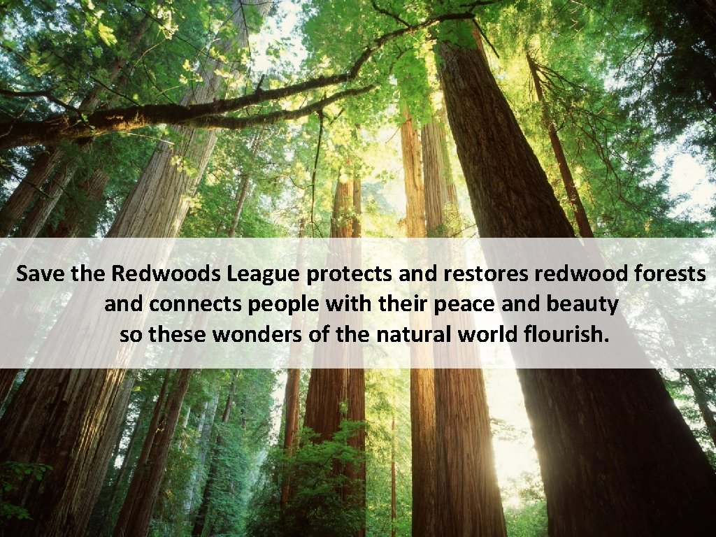 Save the Redwoods League protects and restores redwood forests and connects people with their