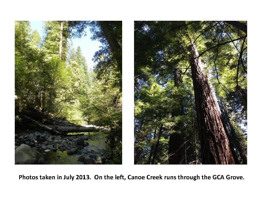 Photos taken in July 2013. On the left, Canoe Creek runs through the GCA