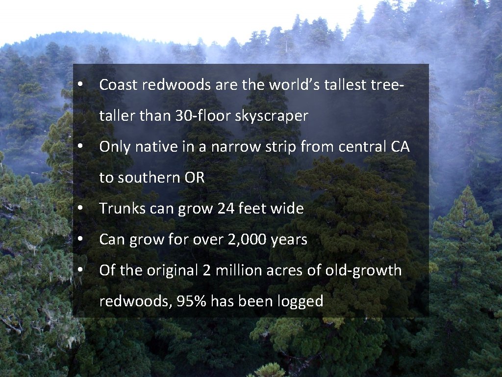 • Coast redwoods are the world’s tallest treetaller than 30 -floor skyscraper •