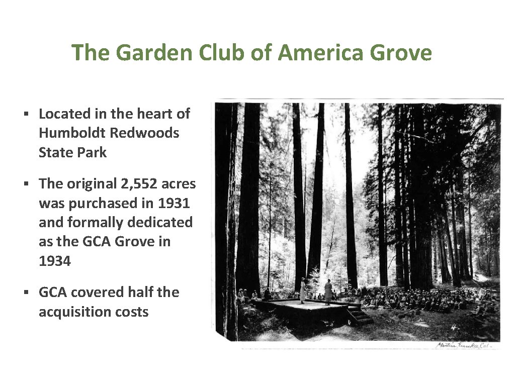 The Garden Club of America Grove § Located in the heart of Humboldt Redwoods