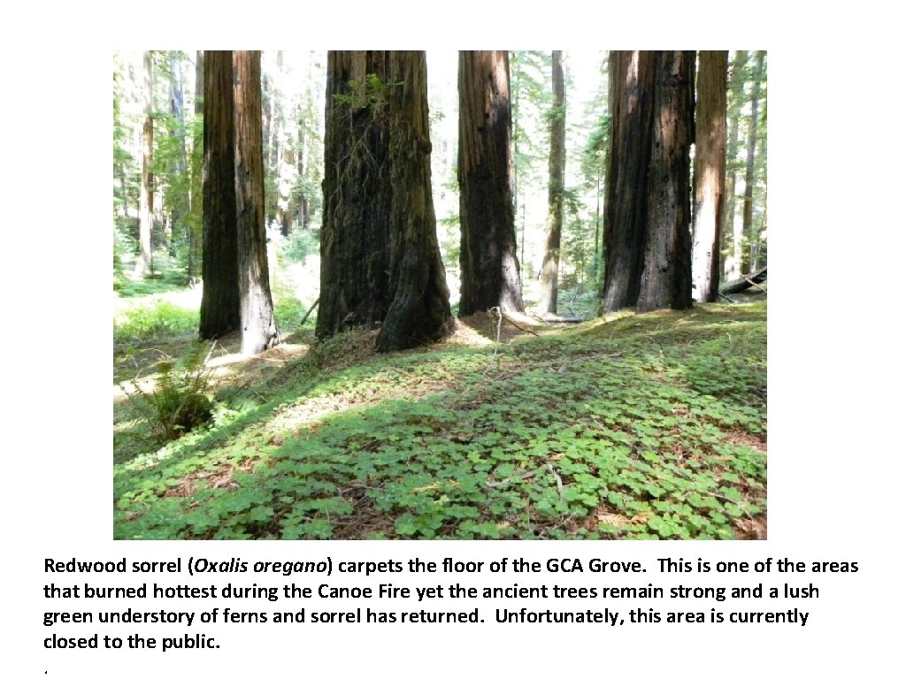 Redwood sorrel (Oxalis oregano) carpets the floor of the GCA Grove. This is one