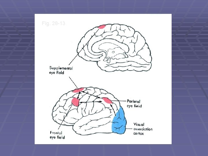 Fig. 28 -13 