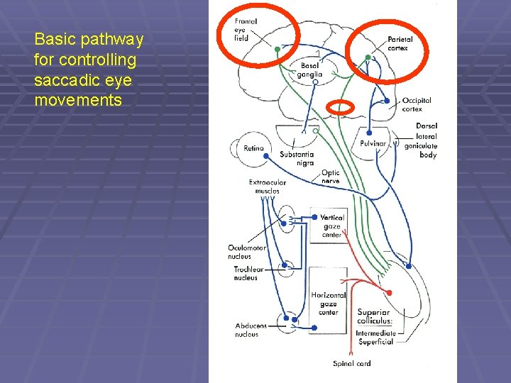 Basic pathway for controlling saccadic eye movements 