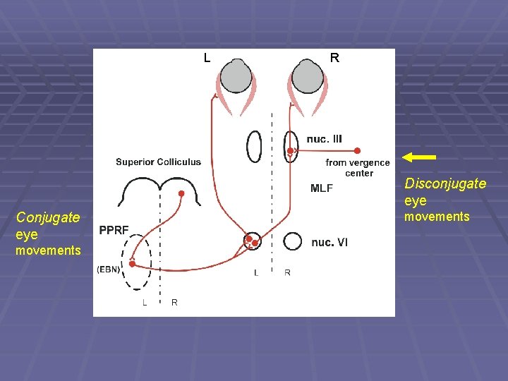 L R Disconjugate eye Conjugate eye movements 